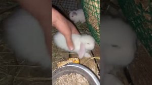 карлик баран минилоп 👌