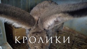 Кролики