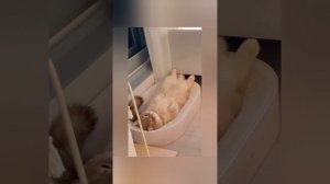 подборка смешных видео с котиками