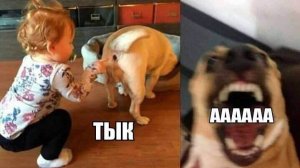 Если Ты засмеешься, ты проиграешь 🤣 Самые смешные собаки и кошки 😹🐶