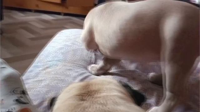 булочка
