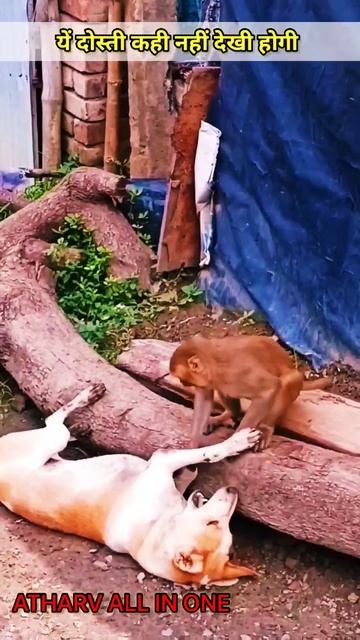 #shorts Monkey Video, Monkey Funny Video #monkeyvideo #monkeybaby #atharvallinone #monkey смотреть онлайн