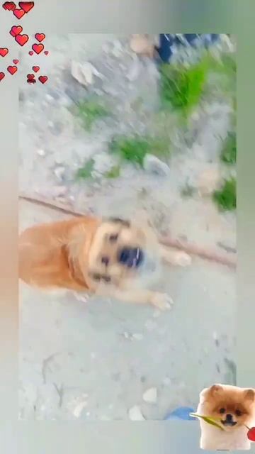 🐕❣️ марьянка ❣️🐕 как звонок 🤣🤣🤣08/04/24🍁 смотреть онлайн