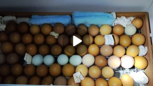 Первая инкубация в 2025 году. этап овоскопирования. я рада качеству оплода. Цыплята развиваются.