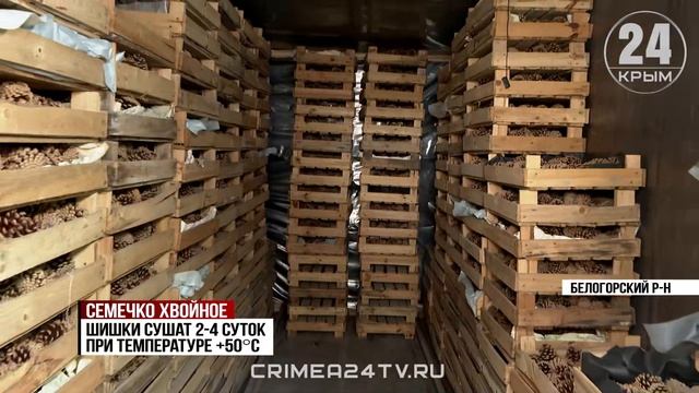 Урожай шишек: как в Белогорском районе заготавливают семена крымской сосны