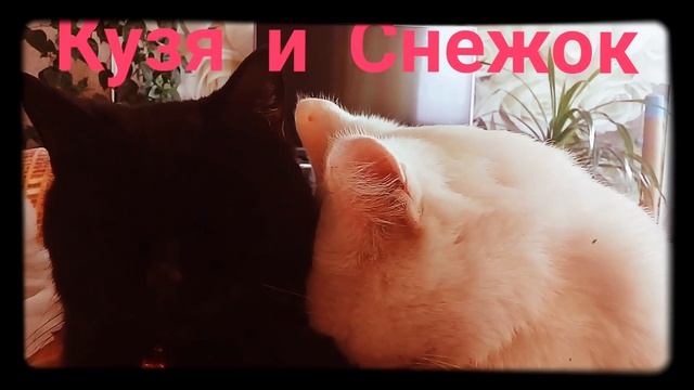 Кошачья любовь))) смотреть онлайн