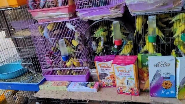 Exotic animals Rats, mice, hamsters. Rabbits. Bird Market in Odessa. Pets смотреть онлайн