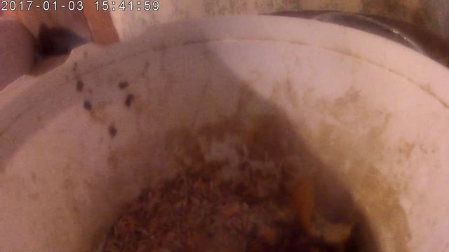 Доильный станок на 6 коз разом. Сама сколотила. Скоро будет готово смотреть онлайн