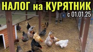 Новый НАЛОГ НА КУРЯТНИК с 1 января 2025 года #курятникнадаче #мастерhouse