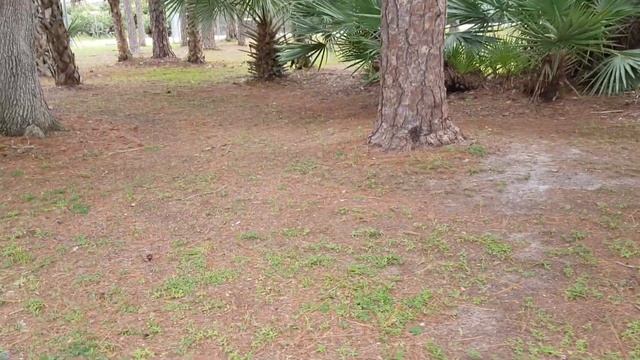 31. Едем из Miami в Saint-Augustine. Вышли в рест-стопе сходить в туалет и размять ножки. смотреть онлайн