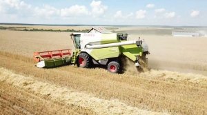 Уборка пшеницы 2020.