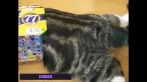 Песня кис кис кис киса киса кисуня смешные кошки