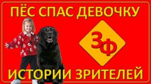 081 Загадочный пёс спас девочку от волков _ Истории наших зрителей [get-save.com]