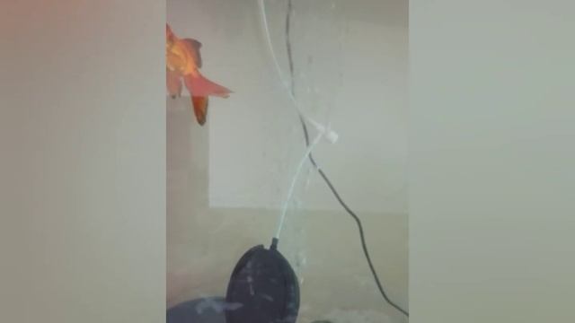 Good afternoon feeding oranda and comet goldfish chat update