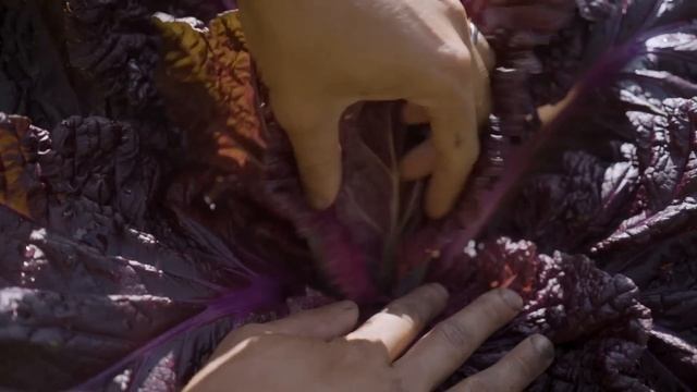 Growing with Matty & Keenan | Blue Goose Farm x Lee Valley Ep. 3 смотреть онлайн