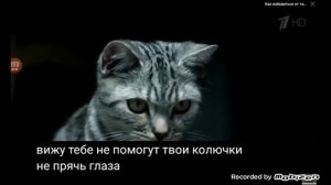 whiskas реклама 2018
