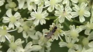 Helorus anomalipes (Heloridae-Panzer 1798)