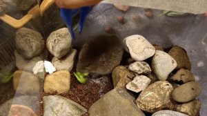 Обыкновенная Полёвка Хрустит Салатиком | Microtus arvalis