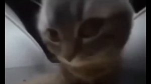 чипи чипи 1 час