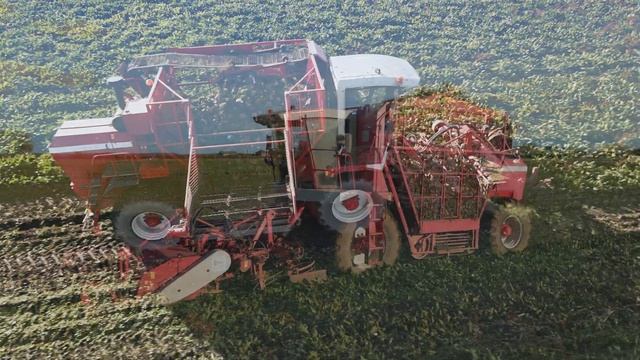 Beet Harvesting in Fenland