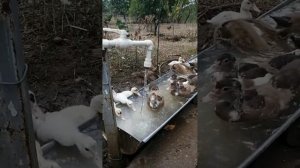 Месячные утята