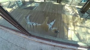 Отдых в Геленджике   Жесть Канатная Дорога   Сафари Парк Хочу Пожрать