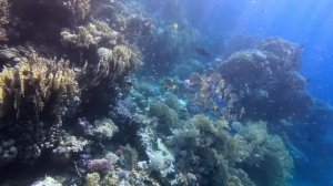 Diving Red Sea Marsa Alam Brayka Bay GoPro6 Snorkeling Housereef North