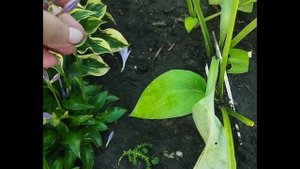 V хоста карлик PARADISE PUPPET  19.7.24г