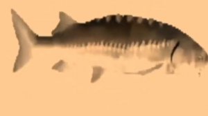 рыба крутиться под музыку 1 час версия