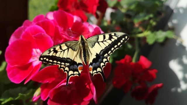 Papilio machaon - Чернігів #2 смотреть онлайн