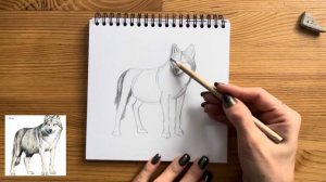 Как нарисовать волка карандашом | Рисунок для начинающих поэтапно