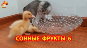 Сонные фрукты выпуск 6 ❣️🤗😍