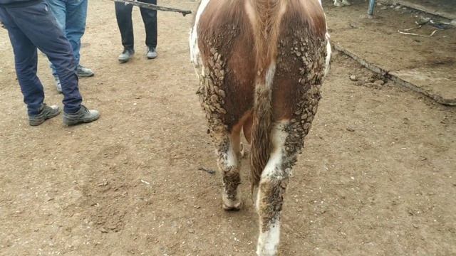 Молбозор Худжанд Тожикистон  ЯКШАНБА БОЗОР.Сментал, Галландский пародалар.нархлар баланд.