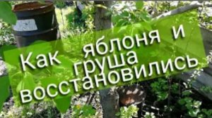 Как яблоня и груша восстановились после болезни