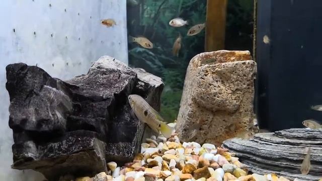 紅寶石魚/兄弟相殘