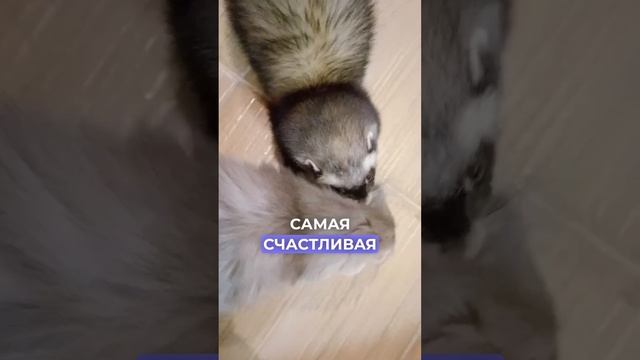 Живая коробка на свалке или путь хорька к счастью! | Васька (Ванилла)