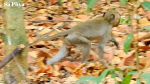 Surprise! Mummy Monkey Found Special Food Scorpion, She Eats So Delicious, Baby Stands Mummy's Head