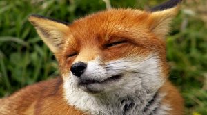 Славянский гороскоп - чертог лисы или лиса с 22 марта по 14 апреля