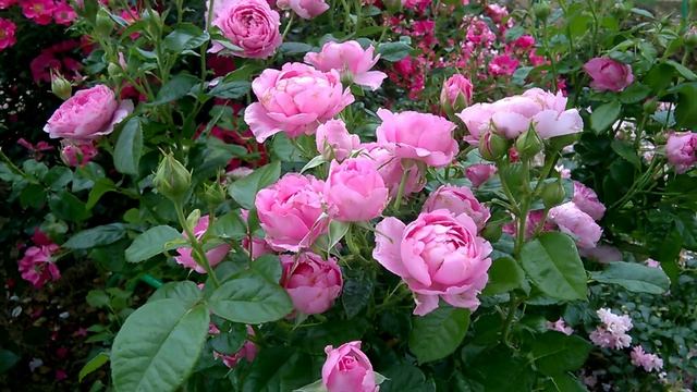 Роза ШАНТАЛЬ МЕРЬЕ (Chantal Merieux) Massad Франция, 1999 смотреть онлайн