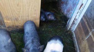 как правельно выбрать вьетнамских свиней.