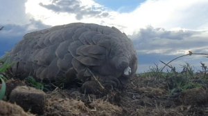 СМЕШНОЙ ПАНГОЛИН (Funny pangolin. Tanzania.)