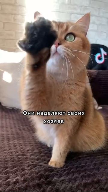 ЛУЧШИЕ ЛЕКАРИ. #золотаяшиншилла #лучшийкот