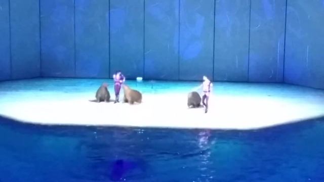 Москвариум 4. Моржы смотреть онлайн