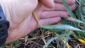 Сорт Монэ. Вторая подкормка.