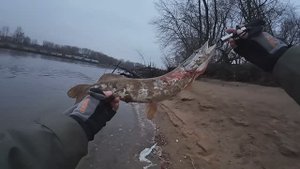 Рыбалка на р.Москва, мандула в деле.