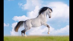 далеко ускакала молодая лошадь