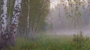 Ярослав Сумишевский - Белые туманы