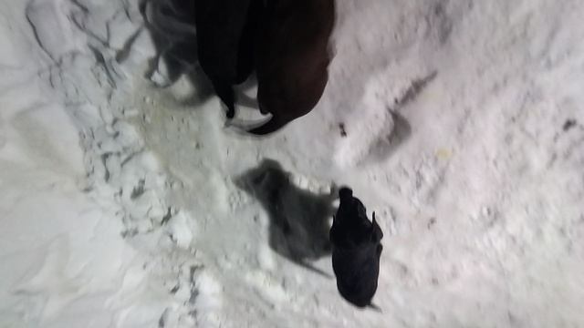 лабрадор собаки