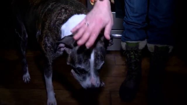 Alleged malpractice complaints against Monroe County veterinarian смотреть онлайн