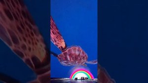 Аттракционы Волшебный остров Восток Хуньчунь